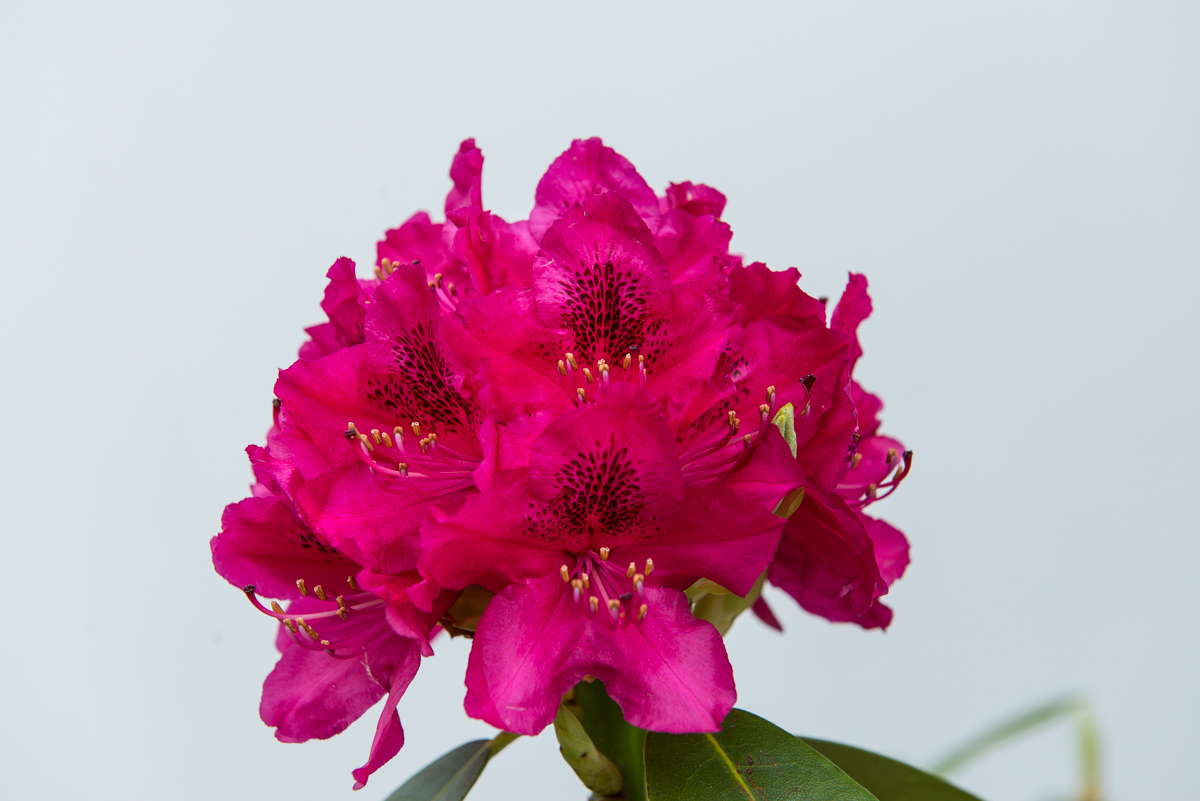 Rhododendron blommar
