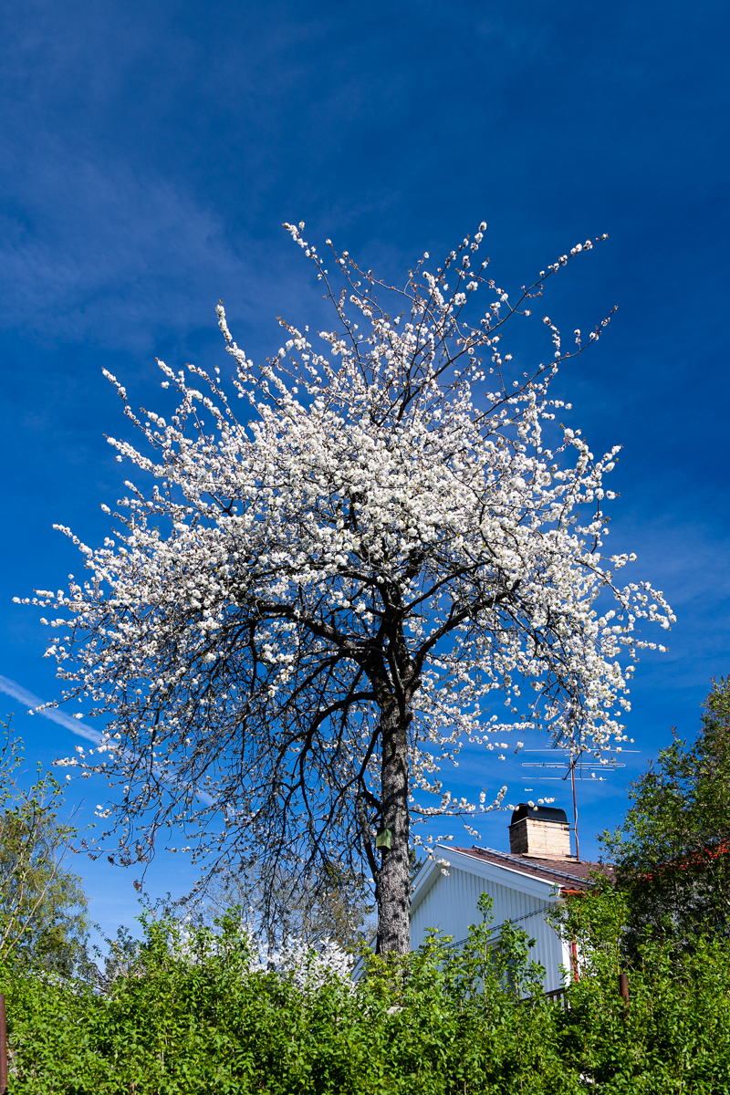 Körsbärsträdet blommar