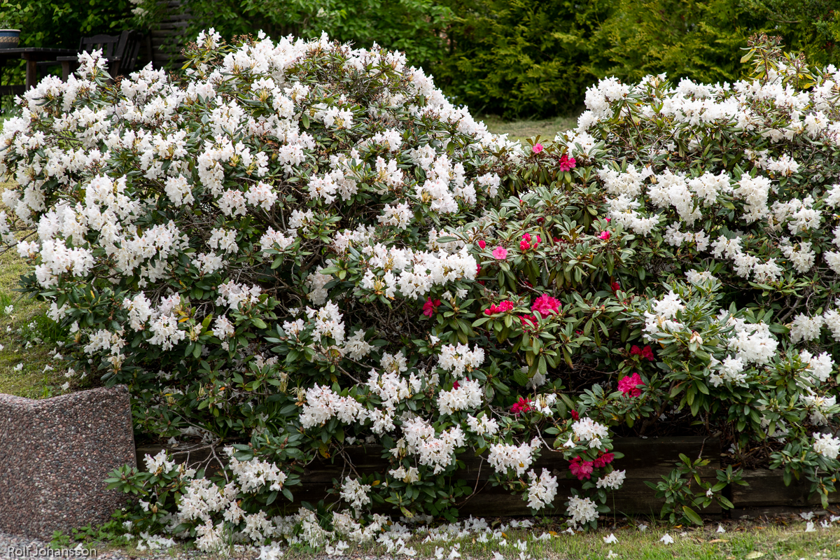 Rhododendron blommar