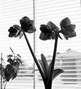 %_tempFileName6302%20Amaryllis%202%