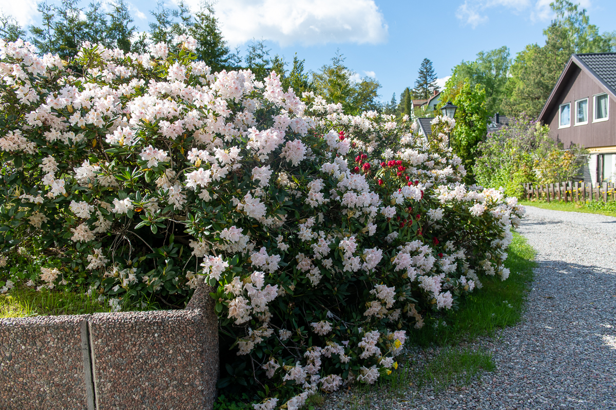 Fantastiskt fina rhododendron i år