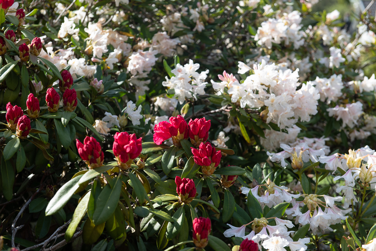 Fantastiskt fina rhododendron i år