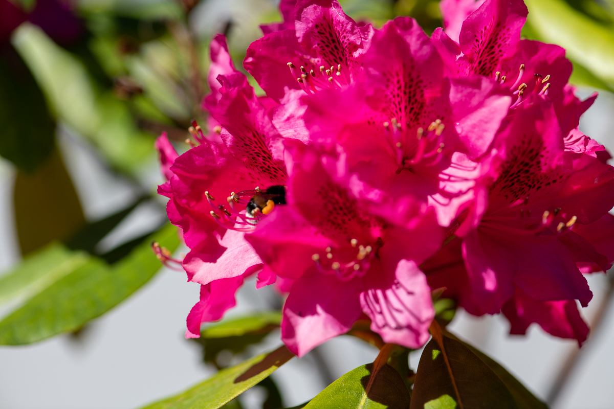 Humlorna samlar pollen och nektar i rhododendron