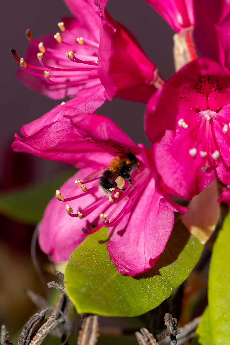 Humlorna samlar pollen och nektar i rhododendron