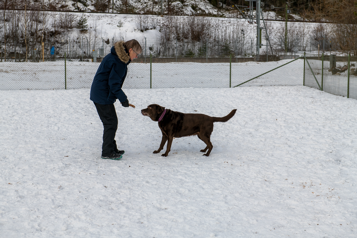 Hundpromenad till Älvsjö hundrastgård