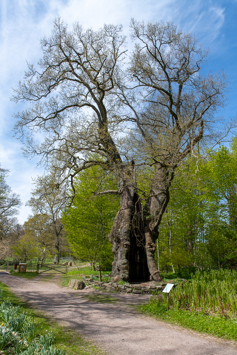 Den 1000-åriga eken