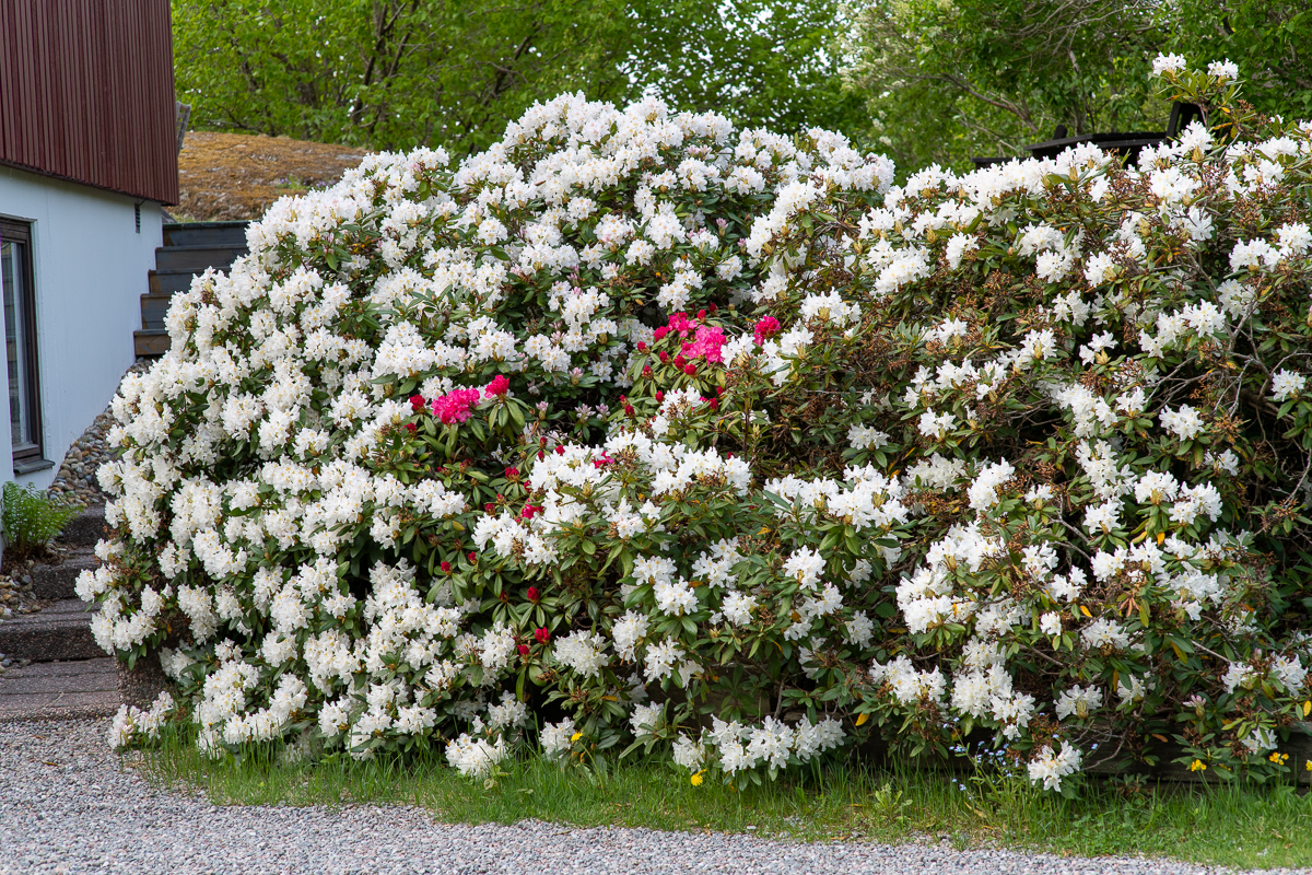 Rekordblommande Rhododendron