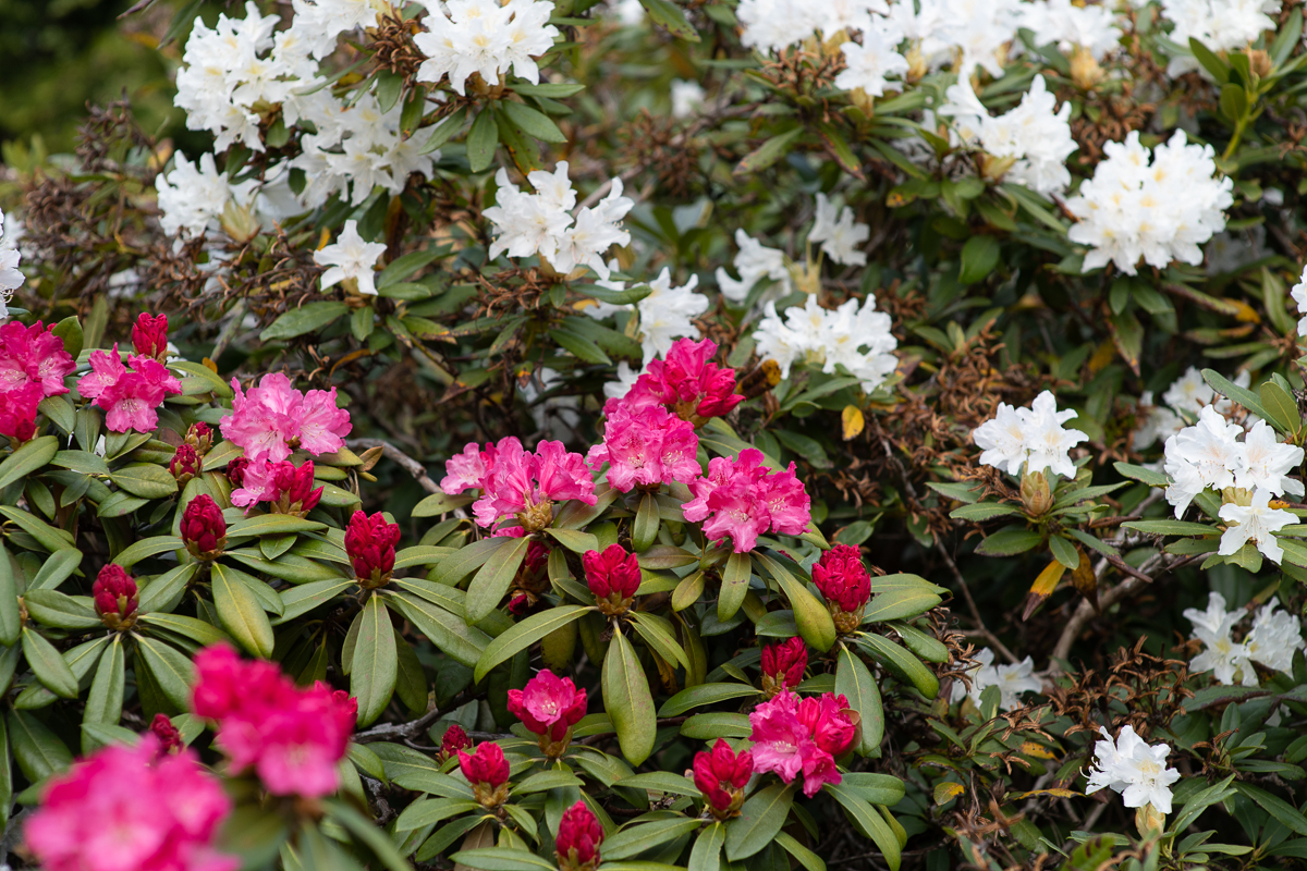 Rekordblommande Rhododendron