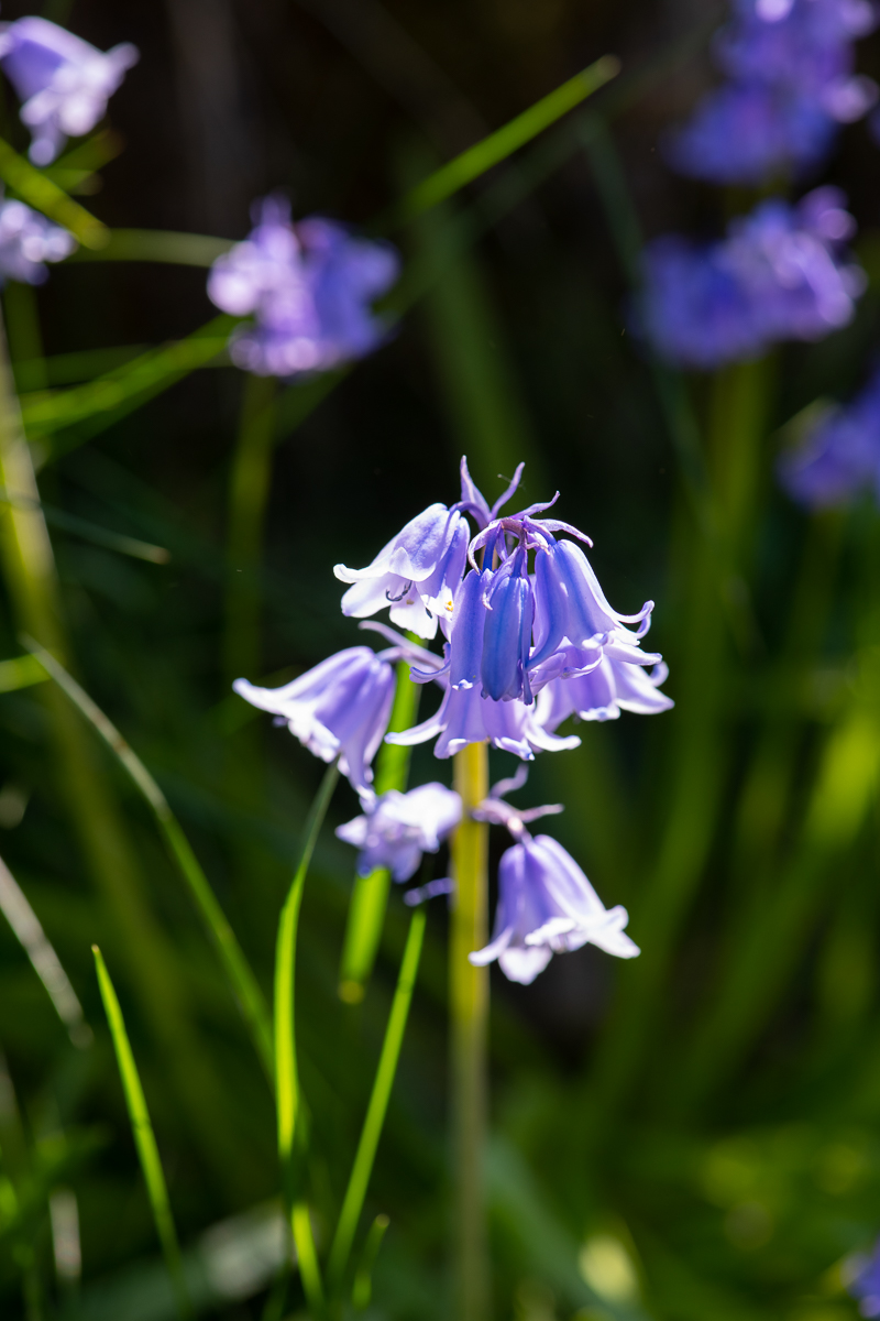 Försommarblommor