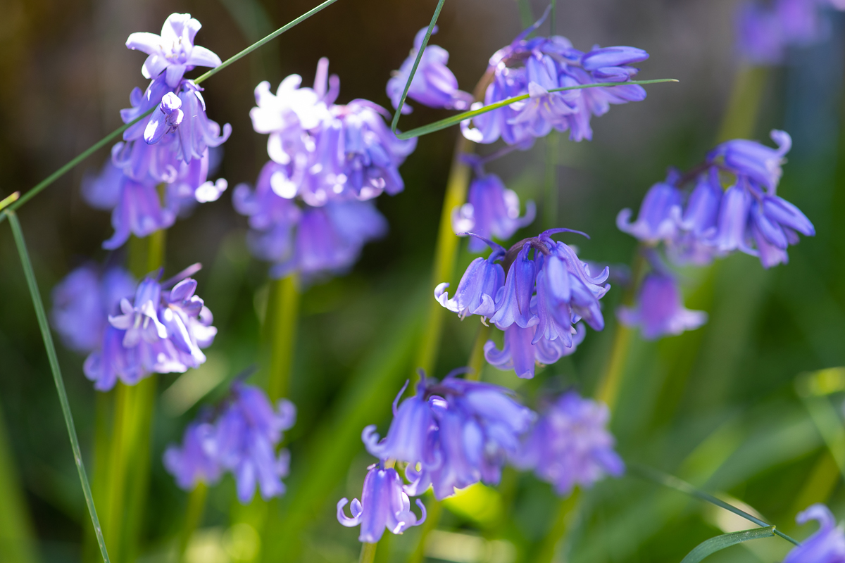 Försommarblommor