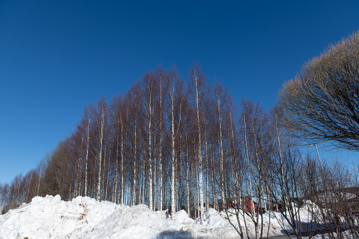 Vårvinter