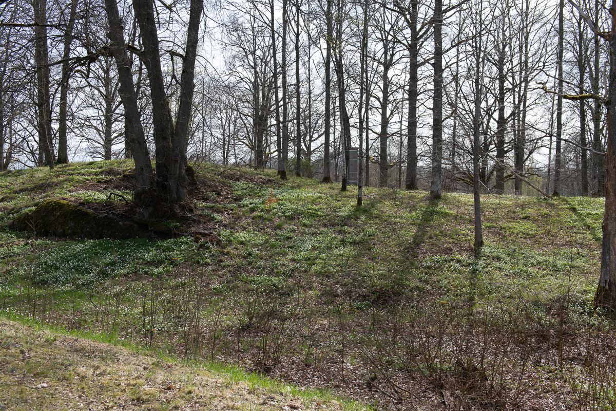 Vitsipporna blommar längs vägen till Adelsnäs