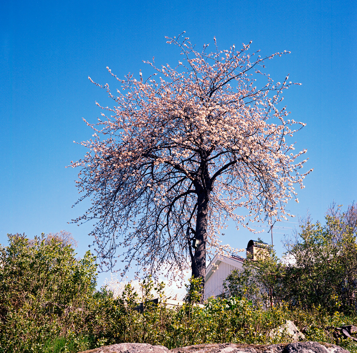 Körsbärsträdet blommar