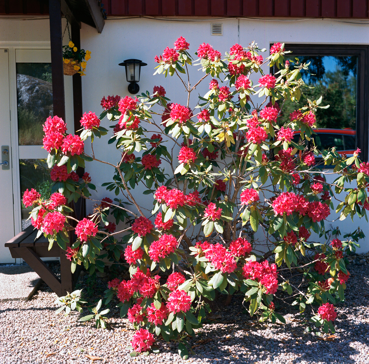 Sista sommaren med denna rhododendron