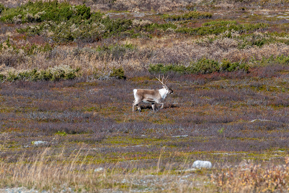 Renar på Flatruet