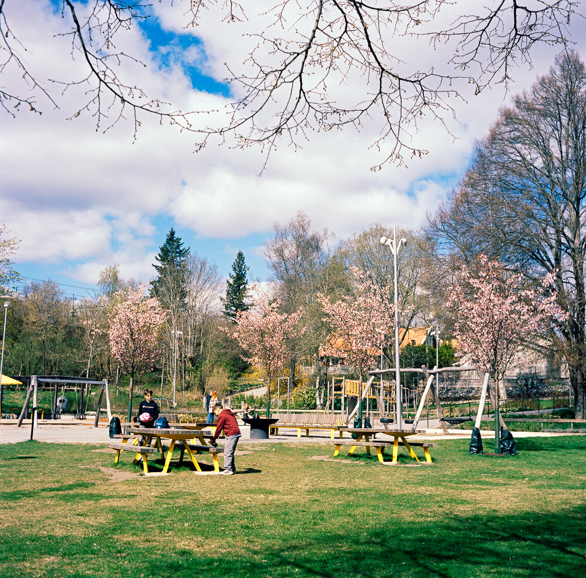 Kräpplaparken i blom