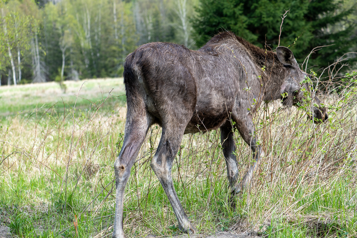 Närkontakt med älgkalv i Åva