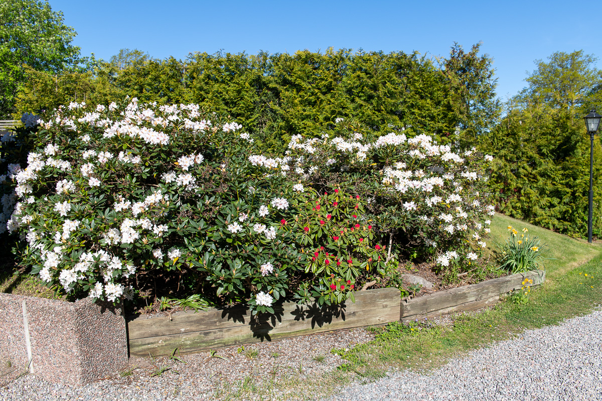 Rhododendron blommar