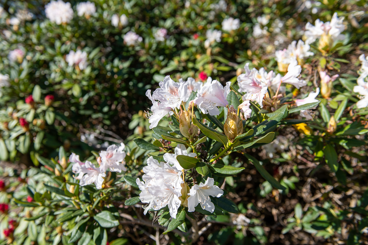 Rhododendron blommar
