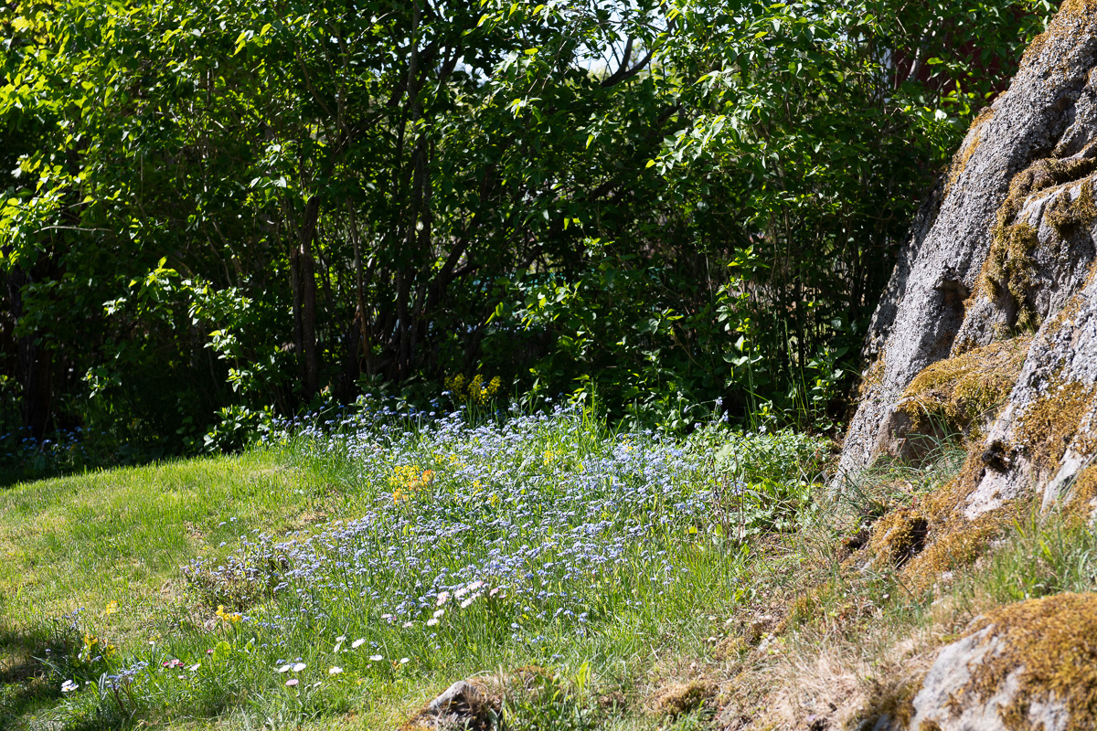 Vår lilla blomsteräng