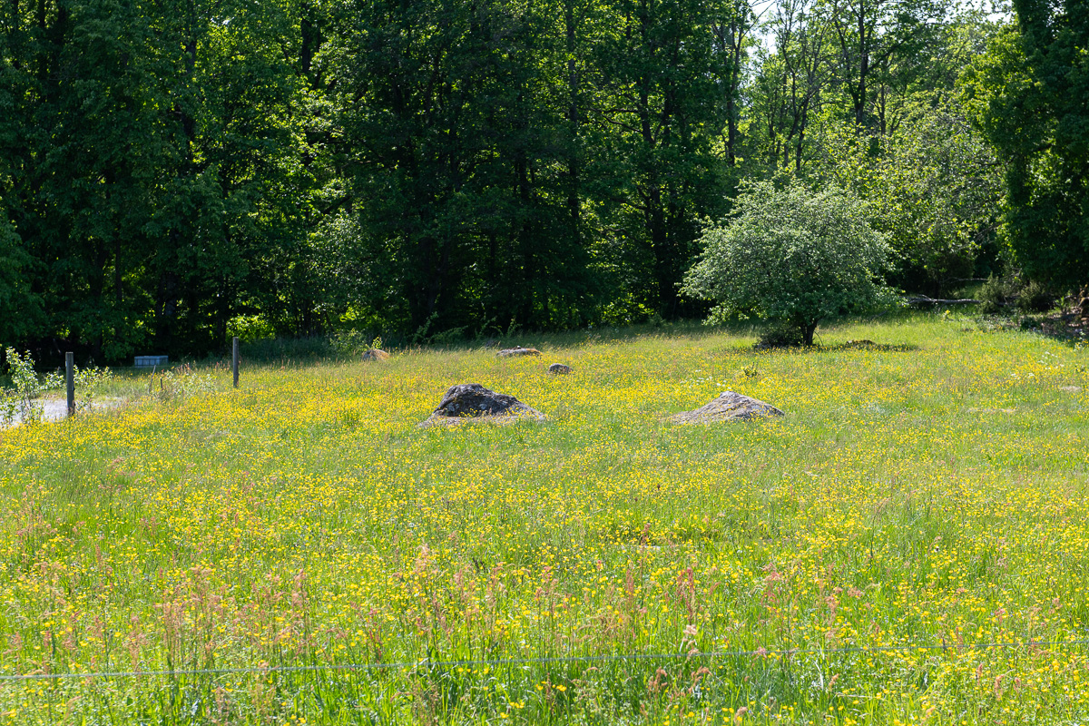 En vacker blomsteräng